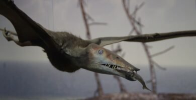 Pterodactilo