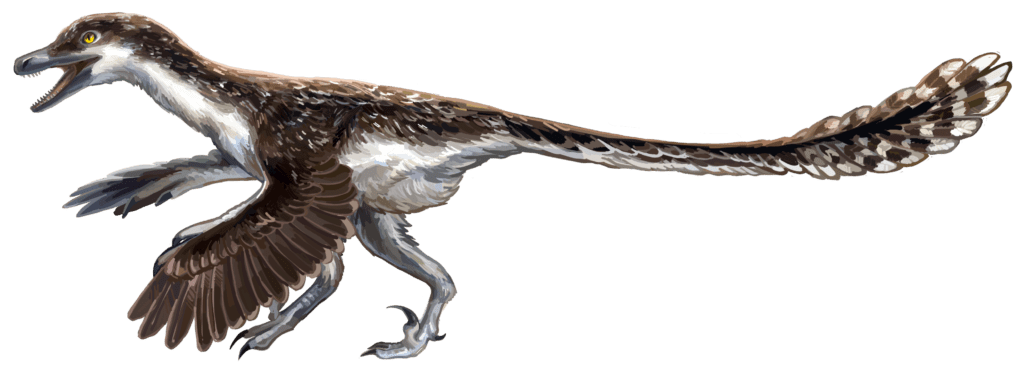 Velociraptor