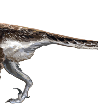 Velociraptor