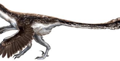 Velociraptor